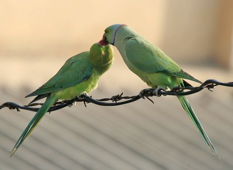 e-ringed_parakeets_28male_26_female29-_foreplay_at_hodal_i_picture_0075.jpg