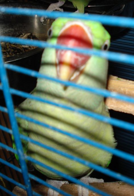 koko1.jpg