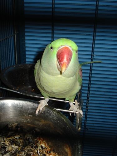 koko3.jpg